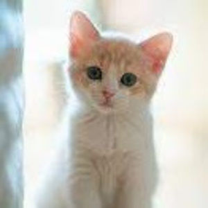 Meet your Posher, Alma